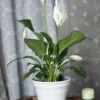Small Peace Lily