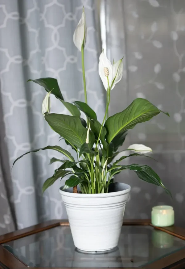 Small Peace Lily