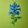 Blue_Delphinium_flower_one_ste(1) Blue Delphinium - Single Stem