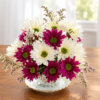 Flower Delivery Cincinnati-Daisy Teacup