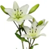 Single stem white Asiatic lily with trumpet-shaped blooms and green leaves, symbolizing purity and renewal.