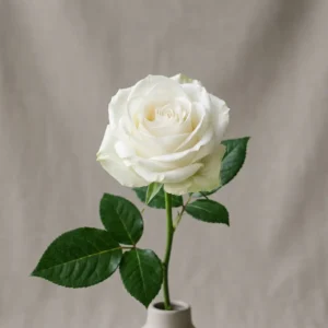 One Rose One Heart