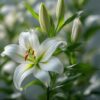 White Asiatic Lily - Single Stem