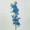 Blue Delphinium Single Stem Single stem blue delphinium with multiple blossoms