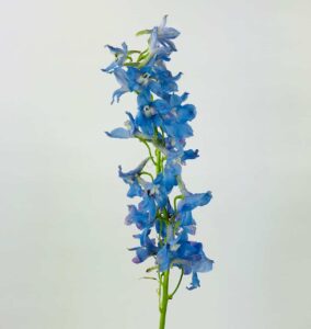 Single stem blue delphinium with multiple blossoms