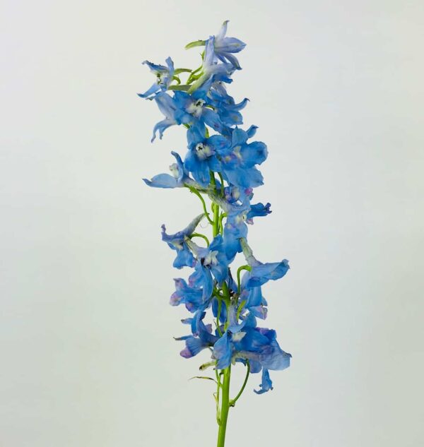 Blue Delphinium Single Stem Single stem blue delphinium with multiple blossoms