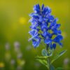natural_looking_Blue_Delphiniu Blue Delphinium - Single Stem