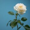 One Rose One Heart
