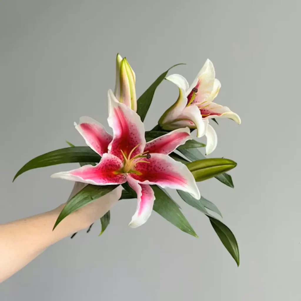 Single stem stargazer lily with vibrant pink petals and green leaves, symbolizing beauty and ambition.