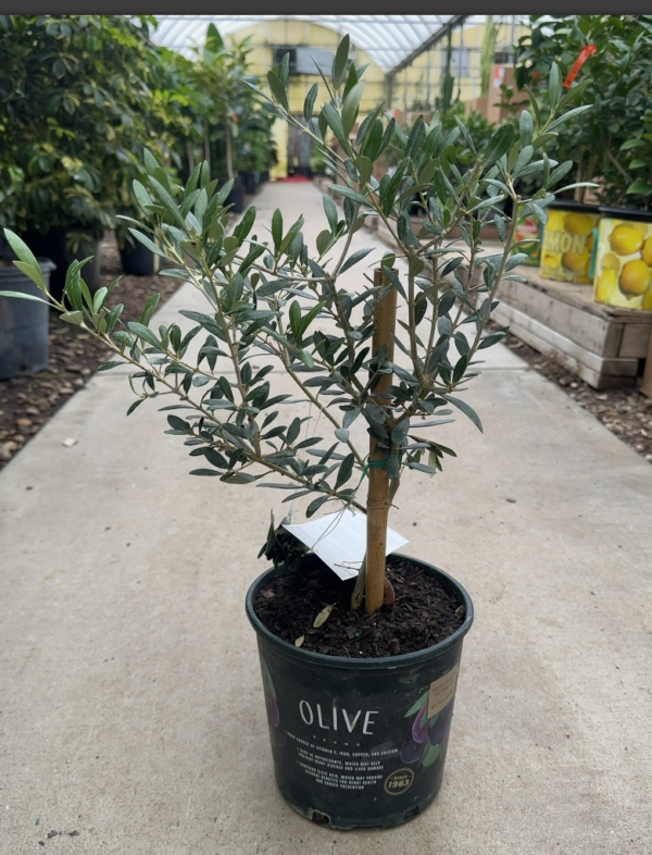 Screenshot 2026-02-18 152048 Plants Cincinnati - Blessed Olive Tree- Neighter of the East nor the West