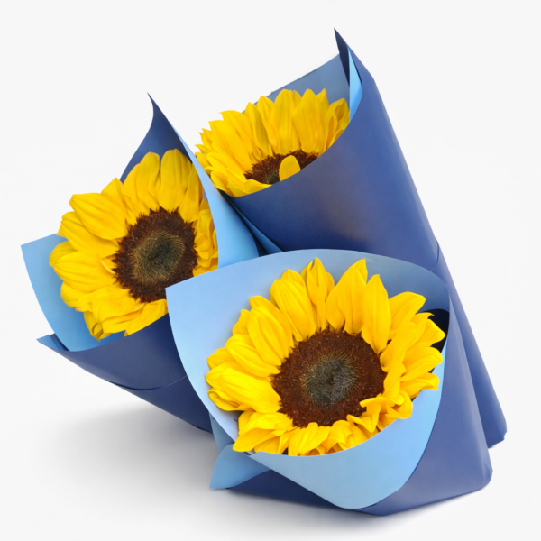 Fresh single sunflower stem wrapped in blue paper, ready for delivery in Cincinnati and Northern Kentucky.