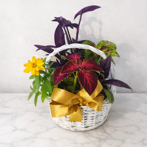 Handcrafted Annuals Plant Basket with fresh, premium flowers, delivered by local Cincinnati florist across Northern Kentucky.