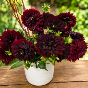 Queen Dahlia Royal Purple bouquet in ceramic vase, handcrafted by local Cincinnati florist, $12.99 per stem.