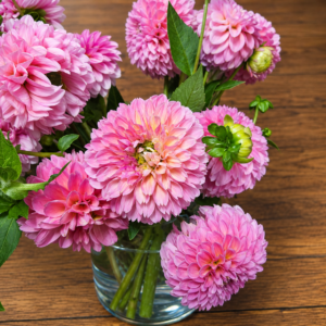Queen Dahlia bouquet of pink dahlias in clear glass vase, handcrafted by local Cincinnati florist, $12.99 per stem.