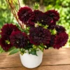 Queen Dahlia Royal Purple Deep burgundy dahlia arrangement in a white ceramic vase with lush green foliage.