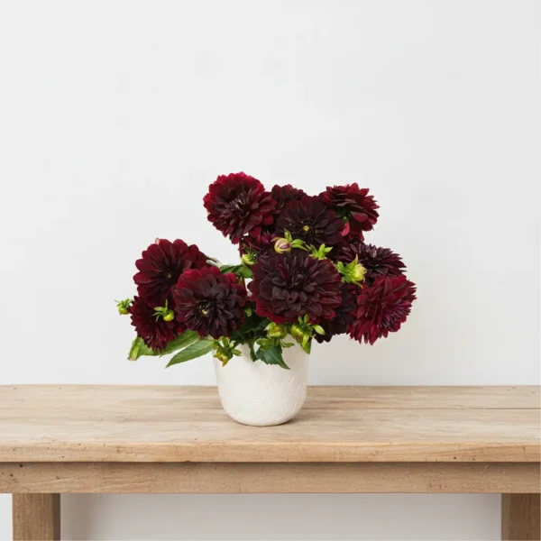 Queen Dahlia Royal Purple 2 Deep burgundy dahlia arrangement in a white ceramic vase with lush green foliage.