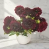 Queen Dahlia Royal Purple 3 Queen Dahlia Royal Purple