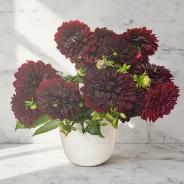 Queen Dahlia Royal Purple 3 Queen Dahlia Royal Purple