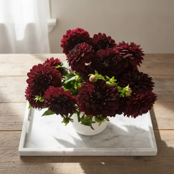 Queen Dahlia Royal Purple 4 Deep burgundy dahlia arrangement in a white ceramic vase with lush green foliage.