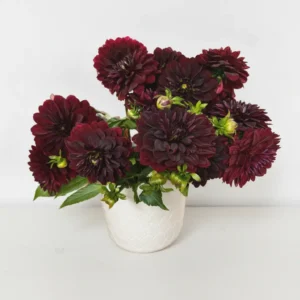 Deep burgundy dahlia arrangement in a white ceramic vase with lush green foliage.