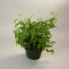 Strawberry mint plant in a green pot with bright textured leaves against a clean background.