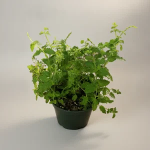 Strawberry Mint main Strawberry mint plant in a green pot with bright textured leaves against a clean background.