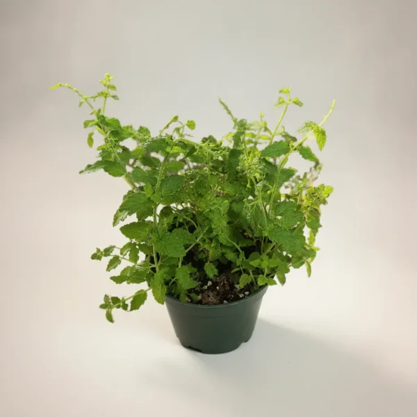 Healthy strawberry mint herb in a dark green pot with vibrant textured leaves.