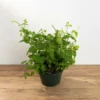 Strawberry mint plant in a green pot with bright textured leaves against a clean background.