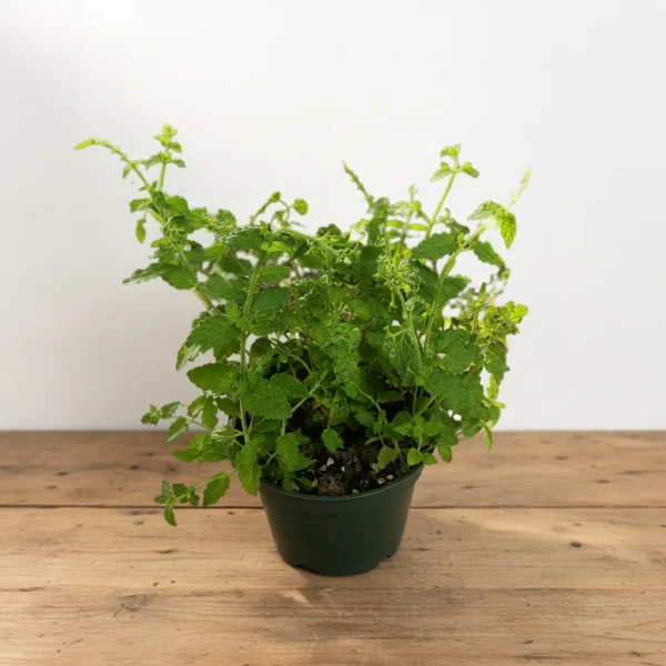 Strawberry mint plant in a green pot with bright textured leaves against a clean background.