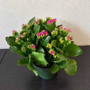 Kalanchoe Plant with glossy green leaves and pink blooms, handcrafted by local Cincinnati florist.