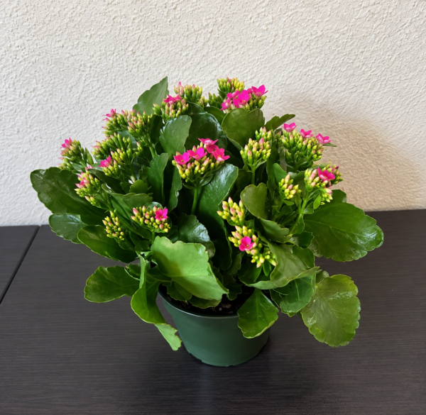 Kalanchoe Plant with glossy green leaves and pink blooms, handcrafted by local Cincinnati florist.