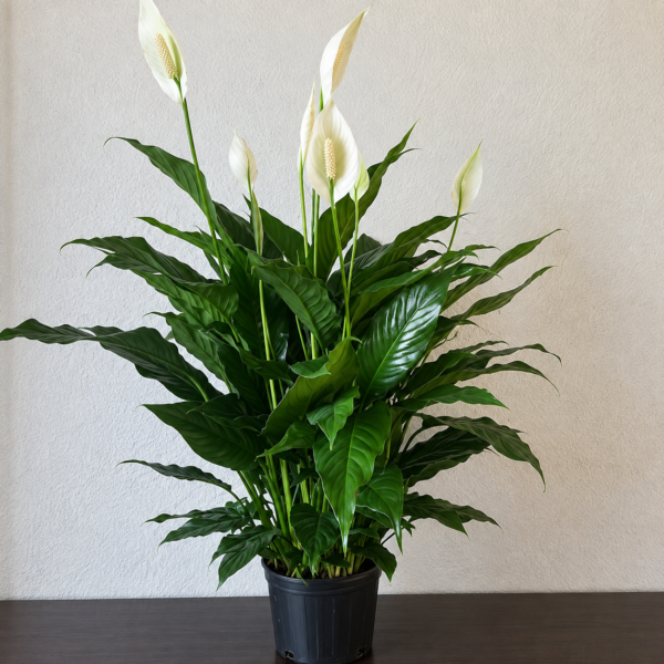 Peace lily Peace Lily with lush green leaves and white blossoms, handcrafted by local Cincinnati florist.