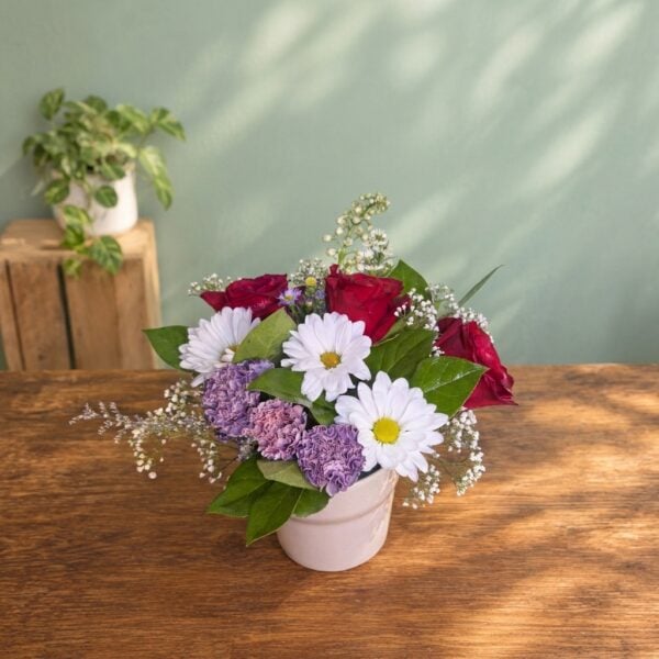 Samiras Potted Wonder
